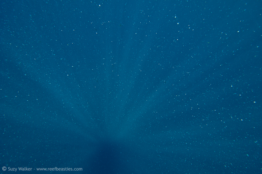 sunlight on the suspended eggs