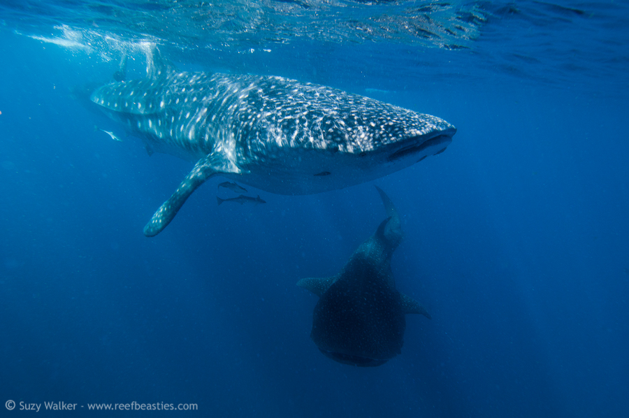 Whaleshark traffic lanes