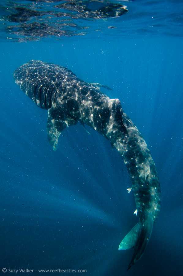 Whaleshark bottlefeeding