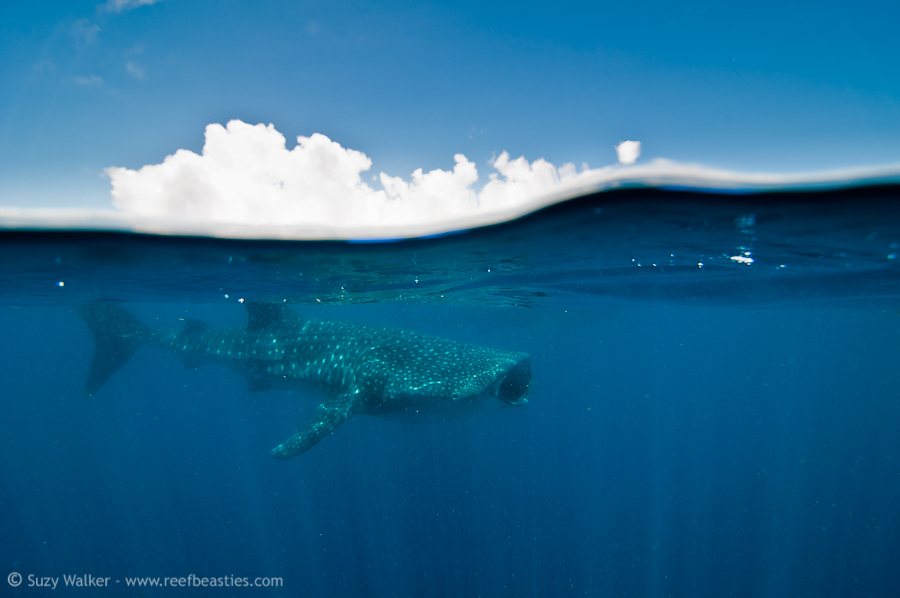 Whaleshark and clouds