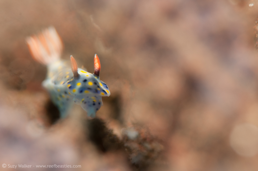 Nudibranch