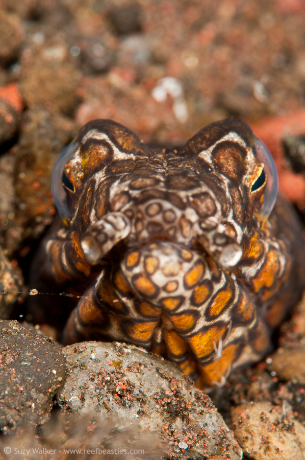 Snake eel