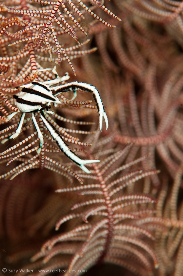 Squat Lobster in a crinoid