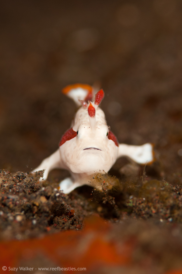 Tiny white frogfish