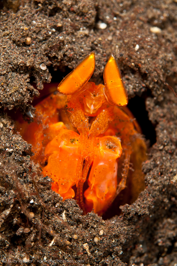 Orange Mantis Shrimp