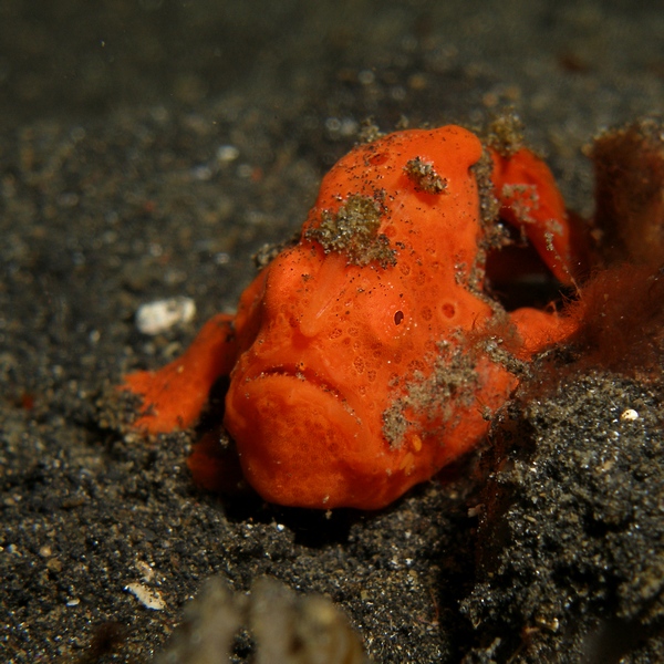 Orange Frogfish