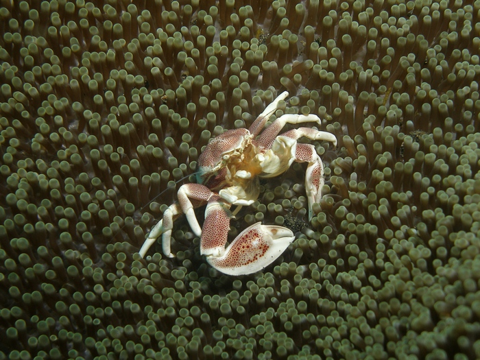 Porcelain Crab