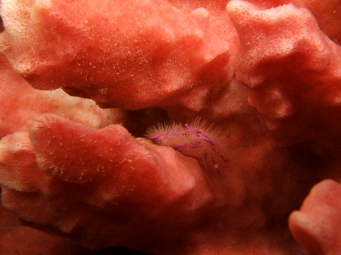 Fuzzy: Hairy Squat Lobster