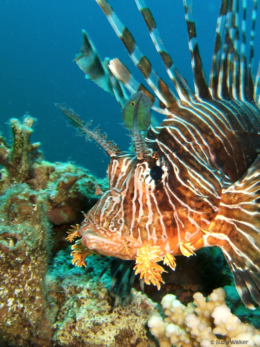 Lion Fish Portrait, Jordan (Red Sea)