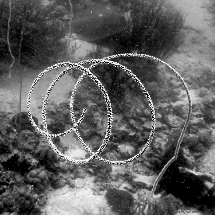 Whip Coral