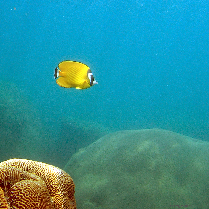 raccoon butterflyfish