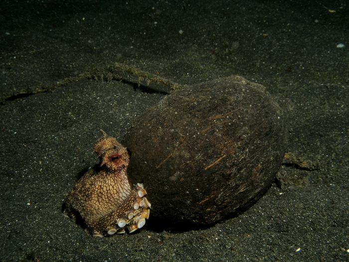 Coconut Shell Octopus In Shell