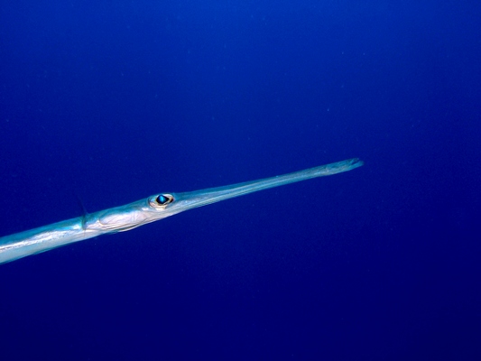 Trumpet Fish, Red Sea