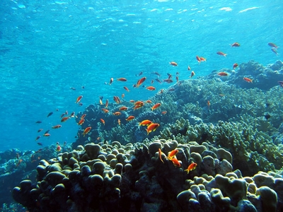 Reef, Sharm 2005