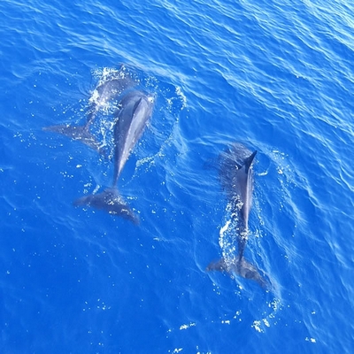 Dolphin pod, Sharm 2005