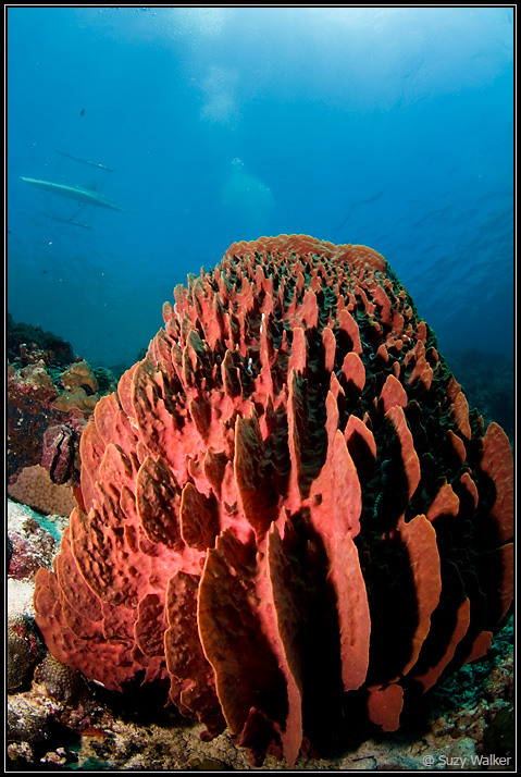 Barrel Sponge