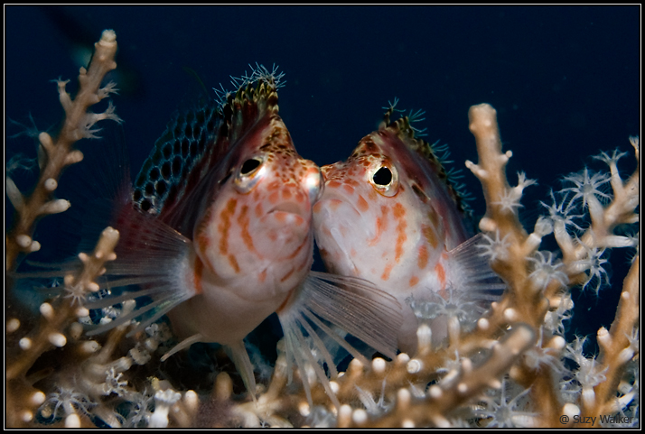 2 Tassled hawkfish