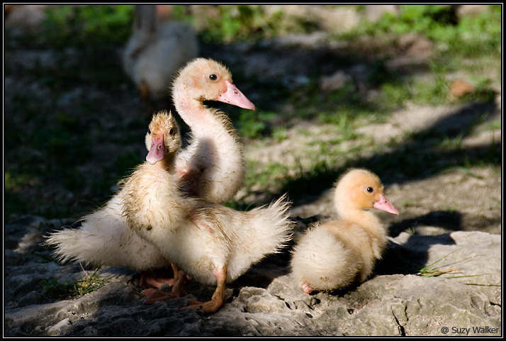 Ducklings