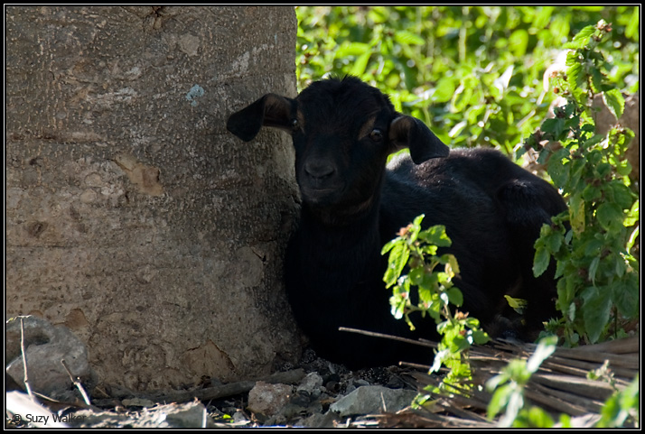Little goat
