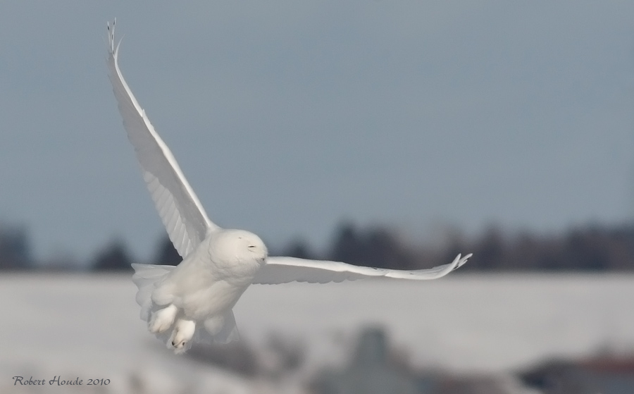 Harfang des neiges mle -- _E0K3619 -- Snowy Owl male