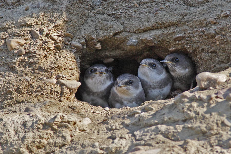 Hirondelle de rivage -- _E0K9155 -- Bank Swallow