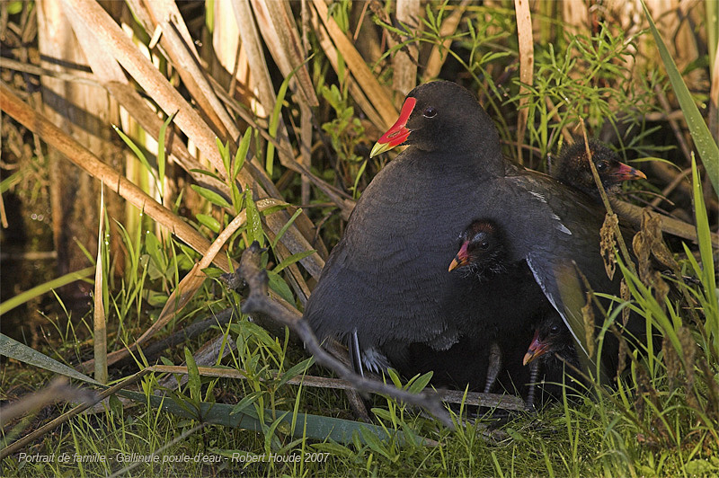 Gallinule poule-deau -- _Z0U7450 -- Common Moorhen