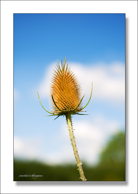 Stickle portrait on a warm late summers day in England