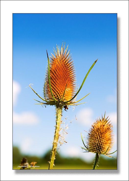 Thistle on a warm late summer day in England  #3