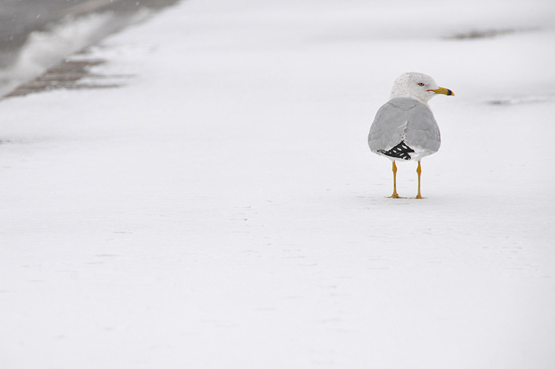 Out for a Stroll