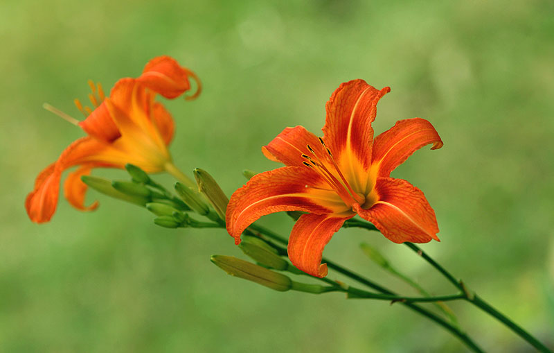 Orange Tiger Lillies.jpg