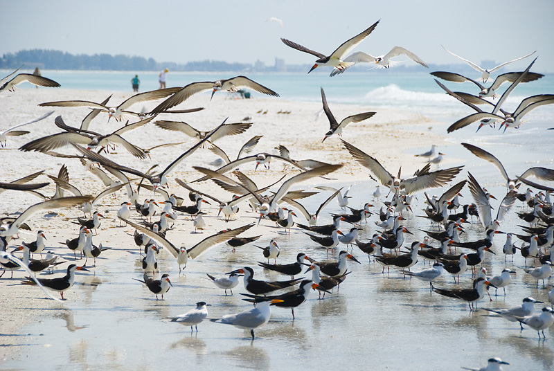 The Birds