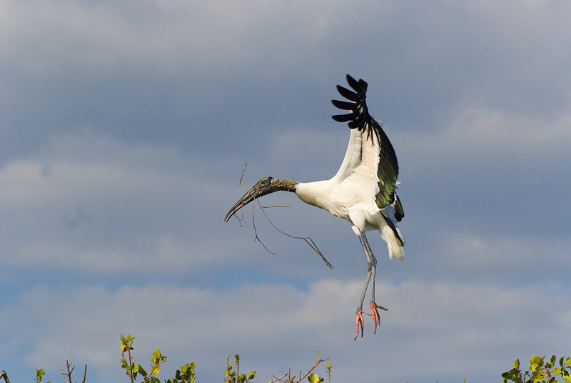 Stork