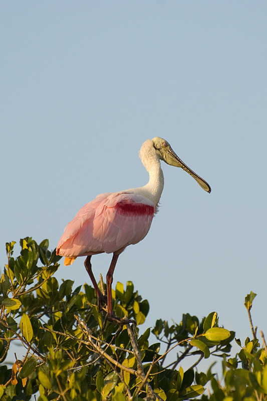 Roseate Spoonbill