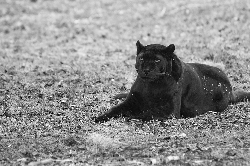 Magic the Black Leopard