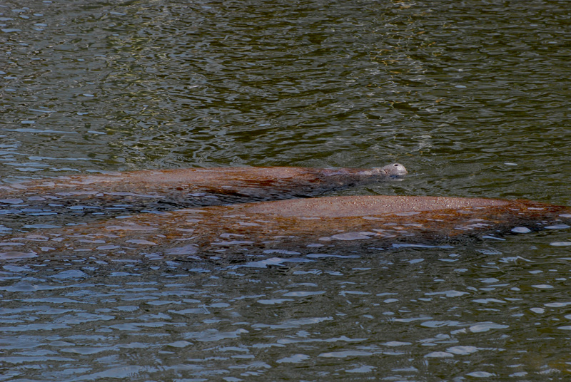 Two of Three - Manatees