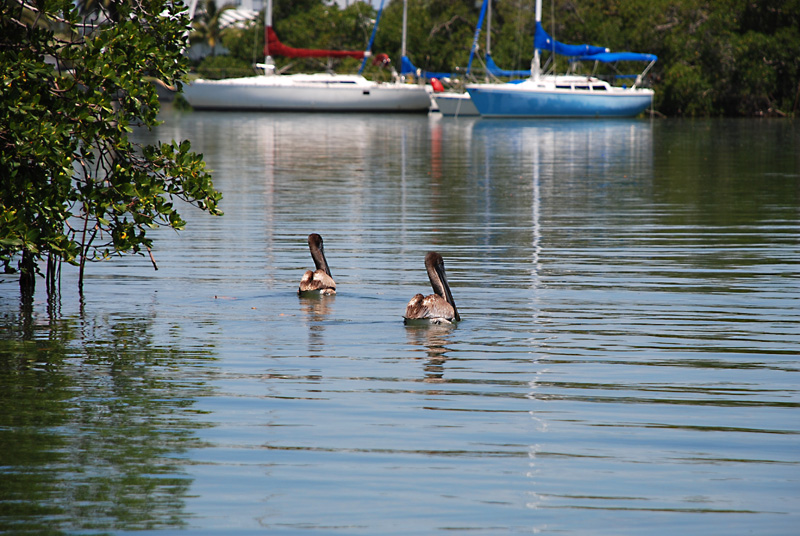 Two Pelicans
