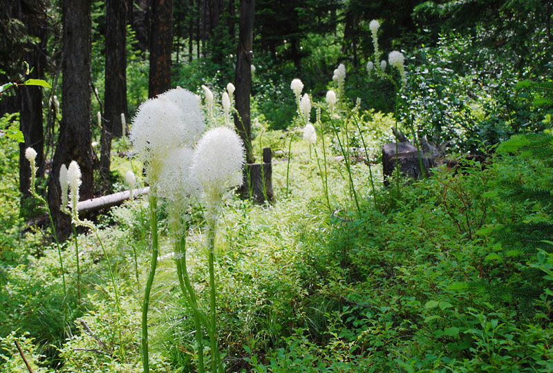 Bear Grass 2.jpg