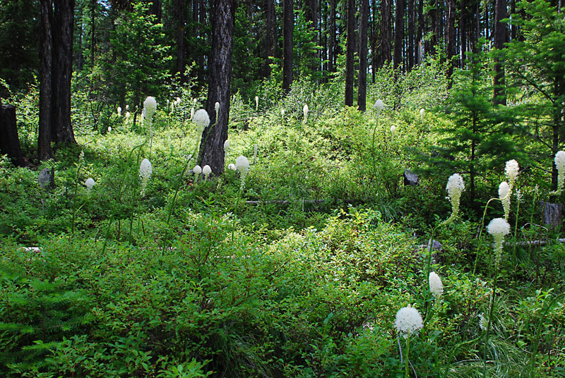 Bear Grass 3.jpg