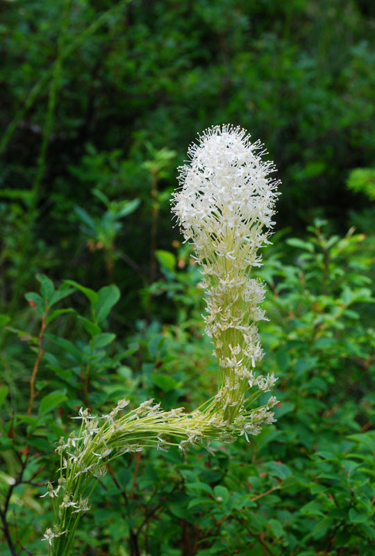 Bear Grass 4.jpg