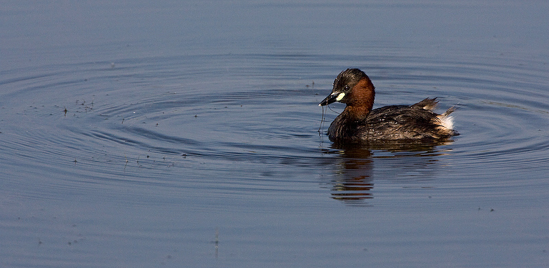 Waterfowl