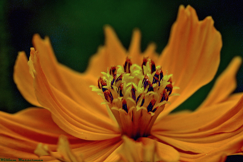 Orange Coreopsis