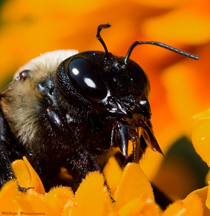 Drinking Bumble Bee