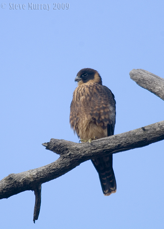 Australian Hobby (Falco longipennis)