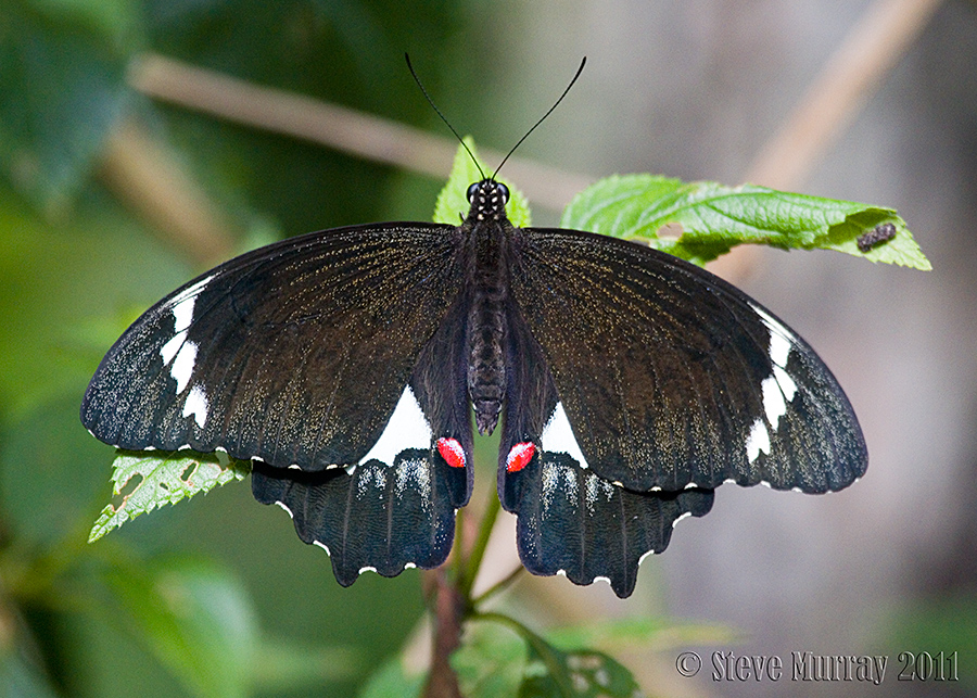 Orchard Swallowtail (Papilio aegeus)