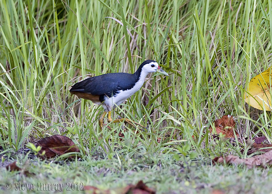 White-breasted Waterhen (Amaurornis phoenicurus)