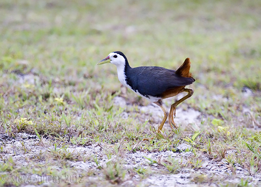 White-breasted Waterhen (Amaurornis phoenicurus)