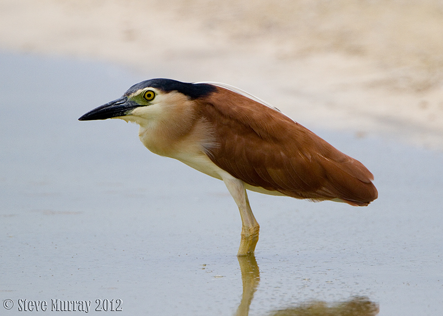 Nankeen Night Heron (Nycticorax caledonicus australasiae)