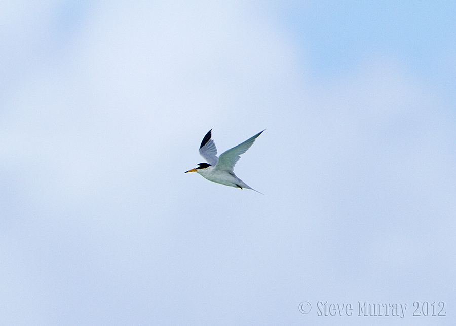 Saunderss Tern (Sternula saundersi)