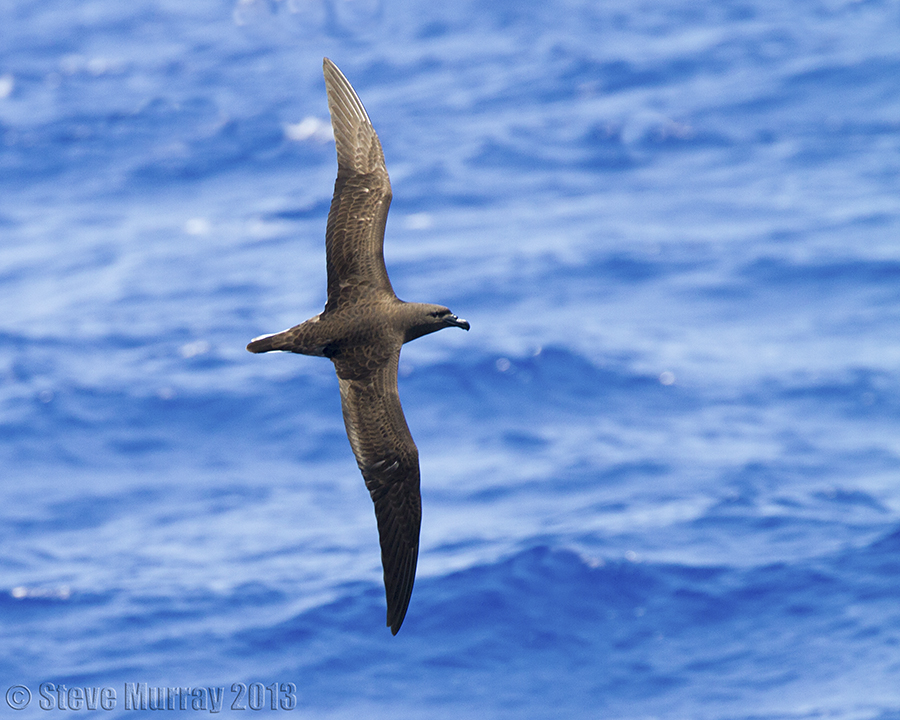 Tahiti Petrel (Pseudobulweria rostrata)