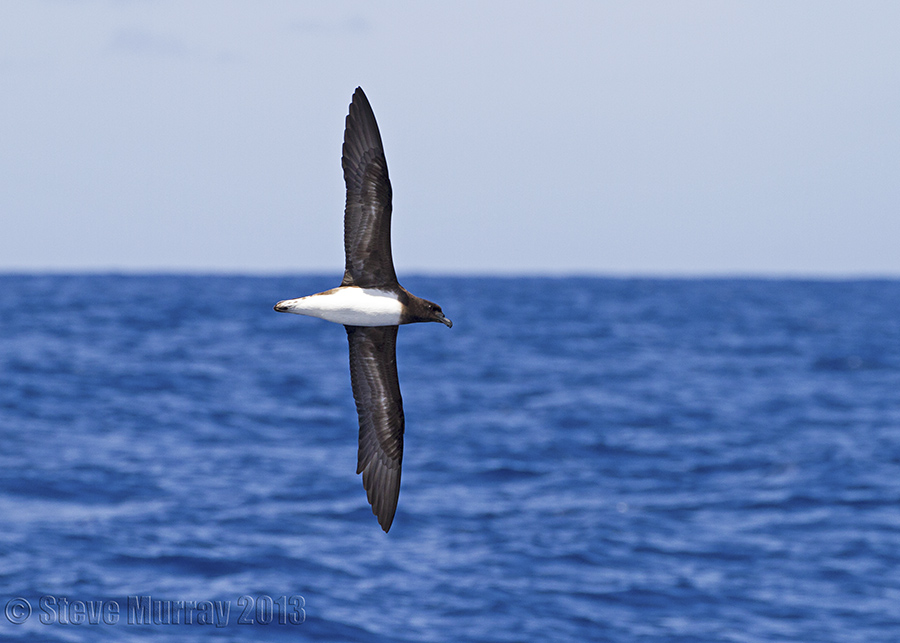 Tahiti Petrel (Pseudobulweria rostrata)
